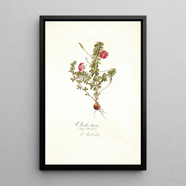 Oxalis hirta - Nikolaus Joseph Freiherr von Jacquin — framed artwork on a wall