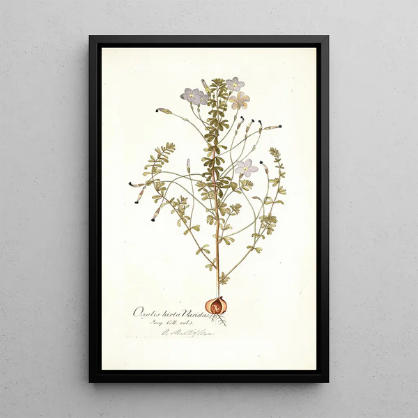 Oxalis hirta varietas - Nikolaus Joseph Freiherr von Jacquin — framed artwork on a wall