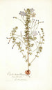 Oxalis hirta varietas - Nikolaus Joseph Freiherr von Jacquin — vista dell’opera