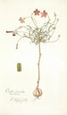 Oxalis versicolor - Nikolaus Joseph Freiherr von Jacquin — vista dell’opera