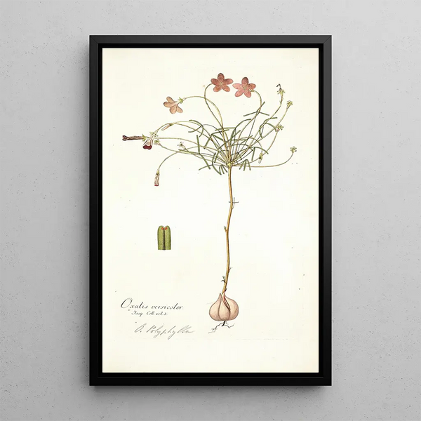 Nikolaus Joseph Freiherr von Jacquin - Oxalis versicolor.webp