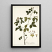 Panax aculeatum - Nikolaus Joseph Freiherr von Jacquin — quadro incorniciato alla parete