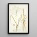 Panicum coloratum - Nikolaus Joseph Freiherr von Jacquin — gerahmtes Bild an der Wand