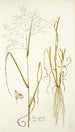 Panicum coloratum - Nikolaus Joseph Freiherr von Jacquin — Ansicht des Kunstwerks