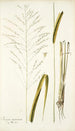 Panicum maximum - Nikolaus Joseph Freiherr von Jacquin — Ansicht des Kunstwerks
