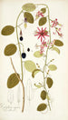 Passiflora cuprea - Nikolaus Joseph Freiherr von Jacquin — vista dell’opera