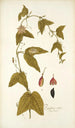 Passiflora rubra - Nikolaus Joseph Freiherr von Jacquin — vista dell’opera