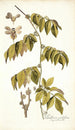 Paullinia cauliflora - Nikolaus Joseph Freiherr von Jacquin — vista dell’opera
