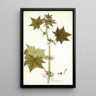 Nikolaus Joseph Freiherr von Jacquin - Pavonia urens.webp