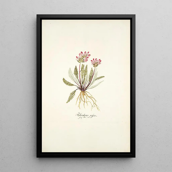 Nikolaus Joseph Freiherr von Jacquin - Pedicularis rosea.webp