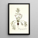 Pelargonium barbatum - Nikolaus Joseph Freiherr von Jacquin — gerahmtes Bild an der Wand