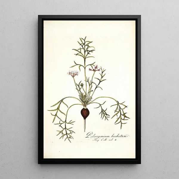 Nikolaus Joseph Freiherr von Jacquin - Pelargonium barbatum.webp