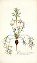 Pelargonium barbatum - Nikolaus Joseph Freiherr von Jacquin — Ansicht des Kunstwerks