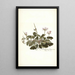 Pelargonium betonicum - Nikolaus Joseph Freiherr von Jacquin — quadro incorniciato alla parete