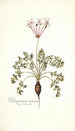 Pelargonium carneum - Nikolaus Joseph Freiherr von Jacquin — vista dell’opera