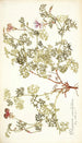 Pelargonium caucalifolium - Nikolaus Joseph Freiherr von Jacquin — vista dell’opera