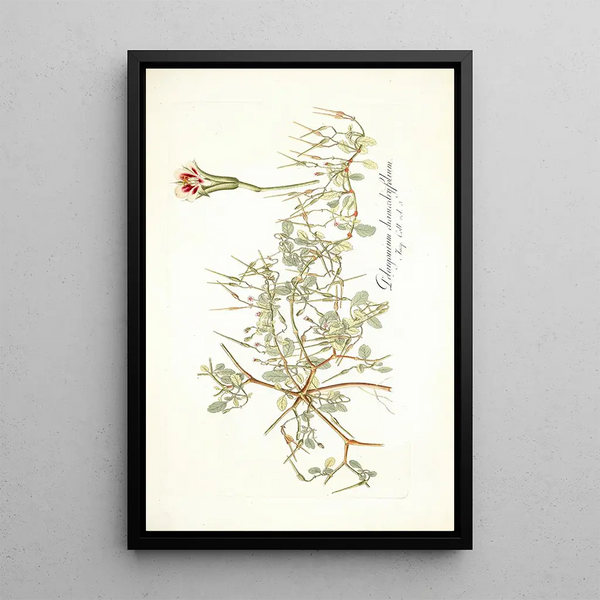 Nikolaus Joseph Freiherr von Jacquin - Pelargonium chamaedryfolium.webp