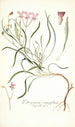 Pelargonium coronopifolium - Nikolaus Joseph Freiherr von Jacquin — vista dell’opera