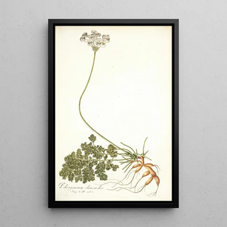 Nikolaus Joseph Freiherr von Jacquin - Pelargonium daucoides.webp