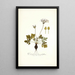 Pelargonium heterophyllum - Nikolaus Joseph Freiherr von Jacquin — quadro incorniciato alla parete