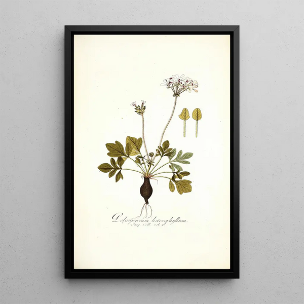 Nikolaus Joseph Freiherr von Jacquin - Pelargonium heterophyllum.webp