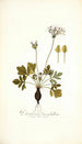 Pelargonium heterophyllum - Nikolaus Joseph Freiherr von Jacquin — vista dell’opera