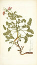 Pelargonium hirtum - Nikolaus Joseph Freiherr von Jacquin — vista dell’opera
