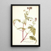 Pelargonium lacerum - Nikolaus Joseph Freiherr von Jacquin — quadro incorniciato alla parete