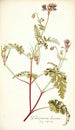 Pelargonium lacerum - Nikolaus Joseph Freiherr von Jacquin — vista dell’opera