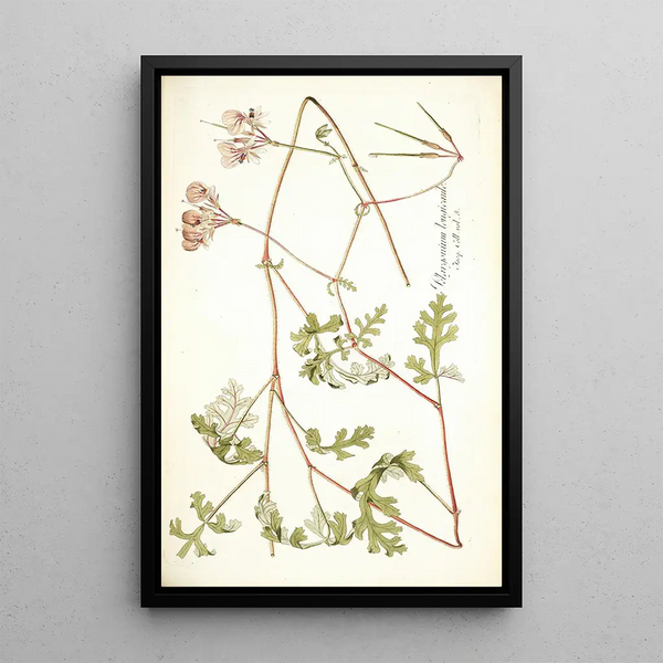 Nikolaus Joseph Freiherr von Jacquin - Pelargonium longicaule.webp
