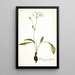 Pelargonium longiflorum - Nikolaus Joseph Freiherr von Jacquin — gerahmtes Bild an der Wand