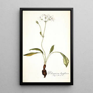 Nikolaus Joseph Freiherr von Jacquin - Pelargonium longiflorum.webp