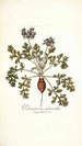 Pelargonium melananthon - Nikolaus Joseph Freiherr von Jacquin — Ansicht des Kunstwerks
