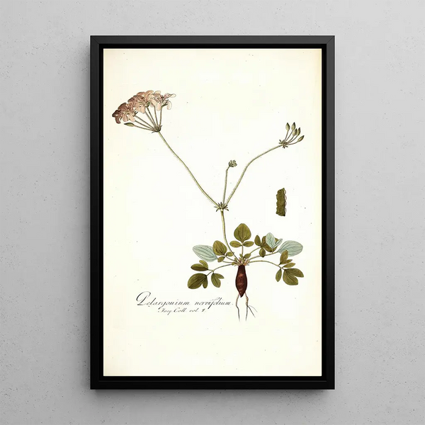 Nikolaus Joseph Freiherr von Jacquin - Pelargonium nervifolium.webp