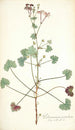 Pelargonium patulum - Nikolaus Joseph Freiherr von Jacquin — vista dell’opera
