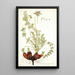 Pelargonium rapaceum - Nikolaus Joseph Freiherr von Jacquin — quadro incorniciato alla parete
