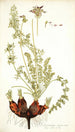 Pelargonium rapaceum - Nikolaus Joseph Freiherr von Jacquin — vista dell’opera