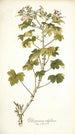 Pelargonium ribifolium - Nikolaus Joseph Freiherr von Jacquin — vista dell’opera