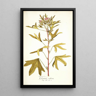 Nikolaus Joseph Freiherr von Jacquin - Pelargonium scabrum.webp