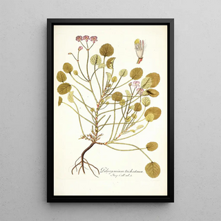 Nikolaus Joseph Freiherr von Jacquin - Pelargonium trichostemon.webp