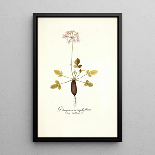 Nikolaus Joseph Freiherr von Jacquin - Pelargonium triphyllum.webp