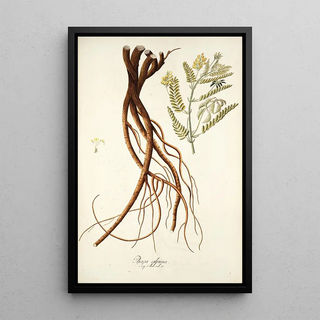 Nikolaus Joseph Freiherr von Jacquin - Phaca alpina.webp