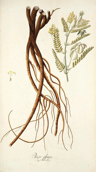 Nikolaus Joseph Freiherr von Jacquin - Phaca alpina.webp