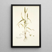 Phleum asperum - Nikolaus Joseph Freiherr von Jacquin — quadro incorniciato alla parete