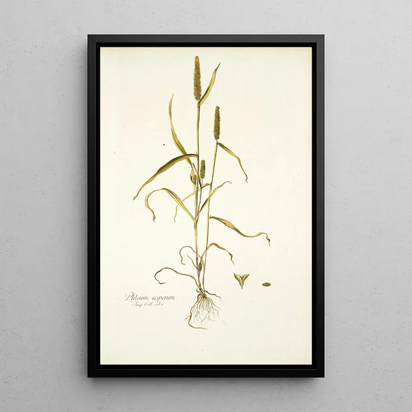 Nikolaus Joseph Freiherr von Jacquin - Phleum asperum.webp