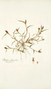 Phleum schoenoides - Nikolaus Joseph Freiherr von Jacquin — vista dell’opera
