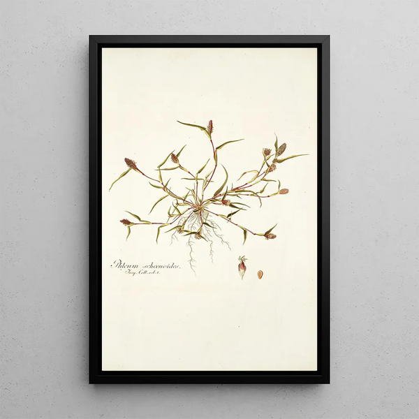 Nikolaus Joseph Freiherr von Jacquin - Phleum schoenoides.webp