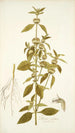 Phlomis caribaea - Nikolaus Joseph Freiherr von Jacquin — Ansicht des Kunstwerks