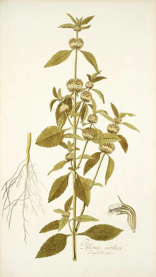 Nikolaus Joseph Freiherr von Jacquin - Phlomis caribaea.webp