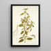 Phlomis caribaea - Nikolaus Joseph Freiherr von Jacquin — gerahmtes Bild an der Wand